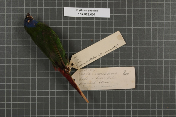 Papuan Parrotfinch