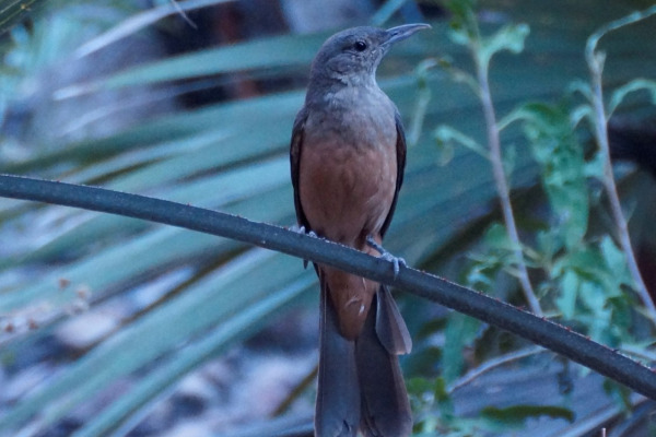 Papuan Shrike-thrush