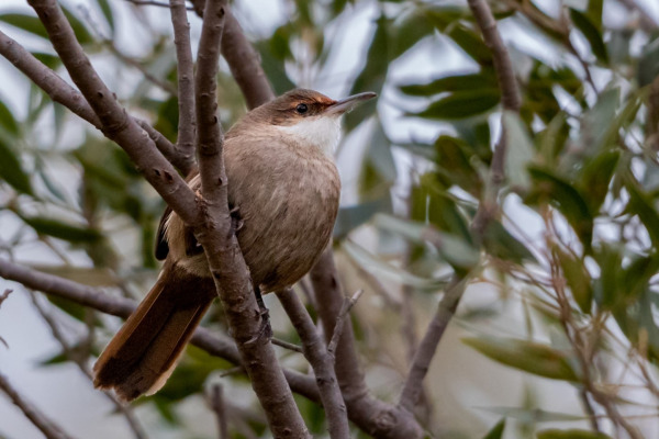 Papuan Treecreeper