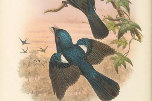 Papuan Whipbird