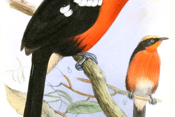 Papyrus Gonolek