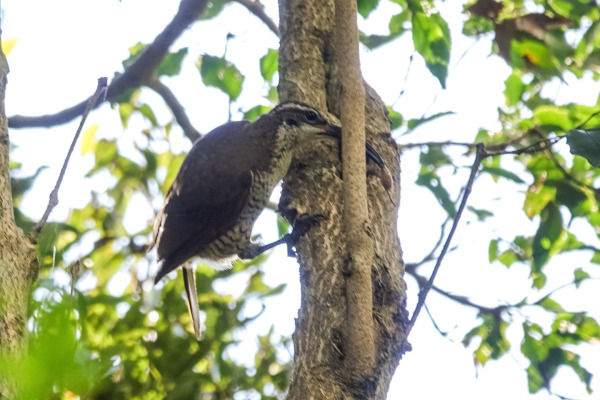 Paradise Riflebird