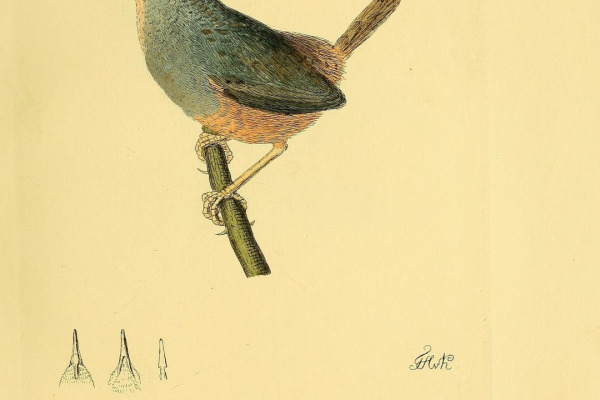 Paradoxical Antbird