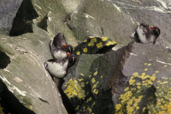 Parakeet Auklet