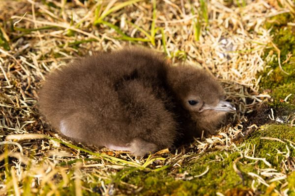 Parasitic Jaeger