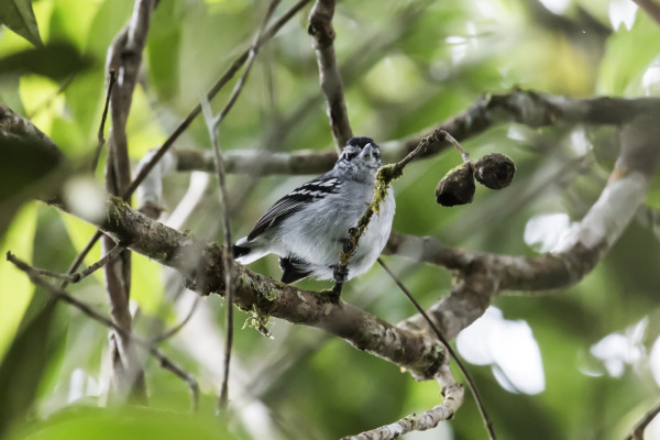 Parker's Antbird
