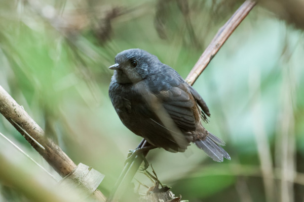Parker's Tapaculo