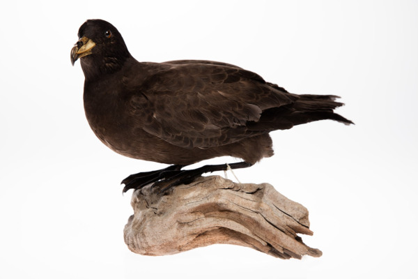 Parkinson's petrel
