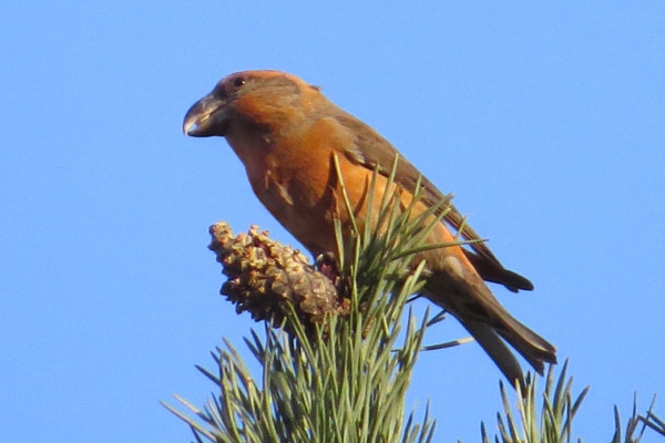 Parrot Crossbill