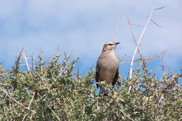 Patagonian Mockingbird