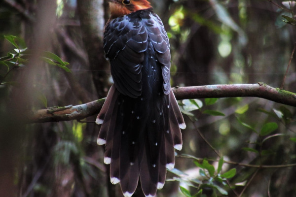 Pavonine Cuckoo