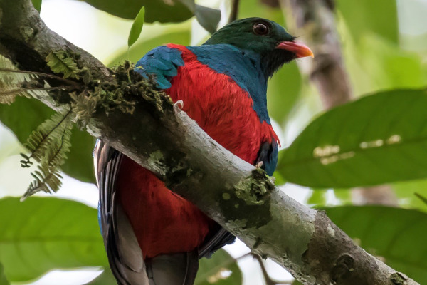 Pavonine Quetzal