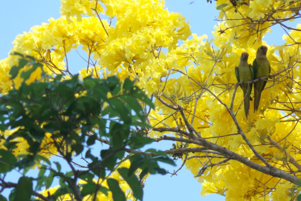 Peach-fronted Parakeet