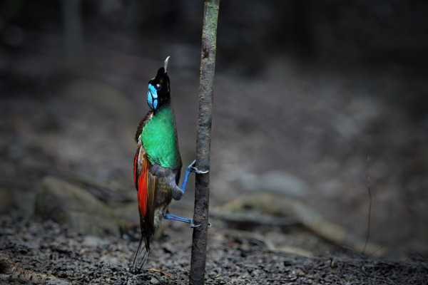Peacock Spider