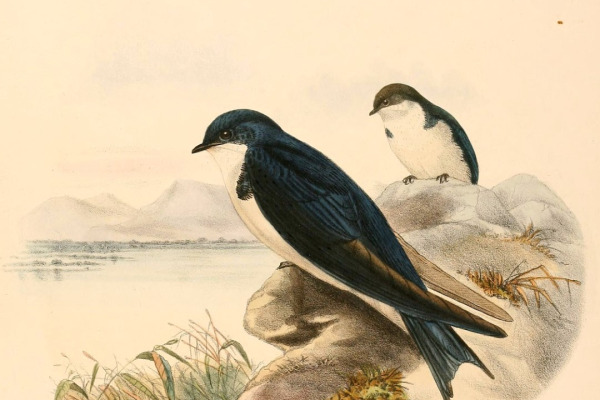 Pearl-breasted Swallow