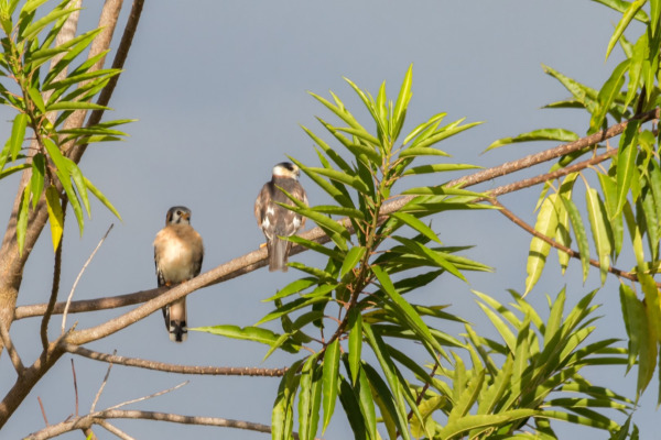 Pearl Kite