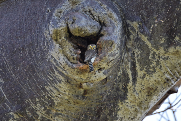 Pearl-spotted Owlet