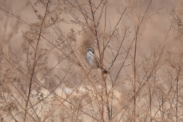 Peking Nightingale