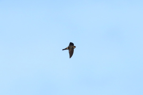 Pelew Swiftlet