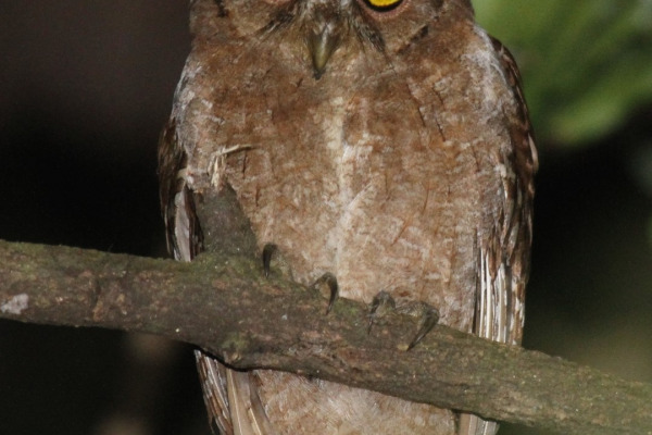 Pemba Scops Owl