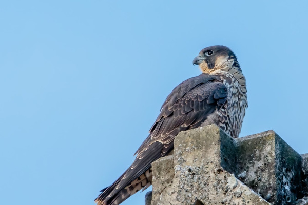 Peregrine Falcon