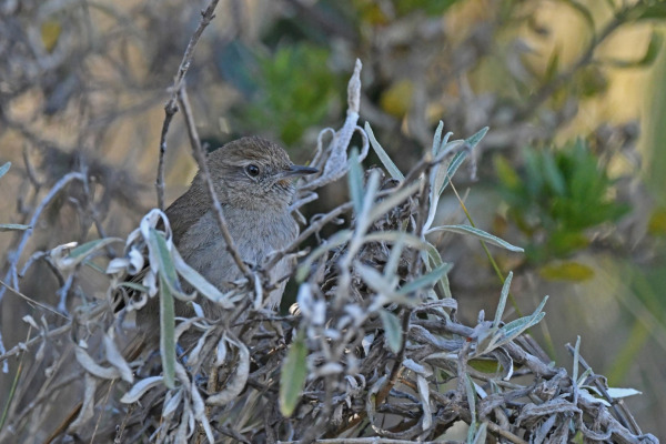 Perija Thistletail