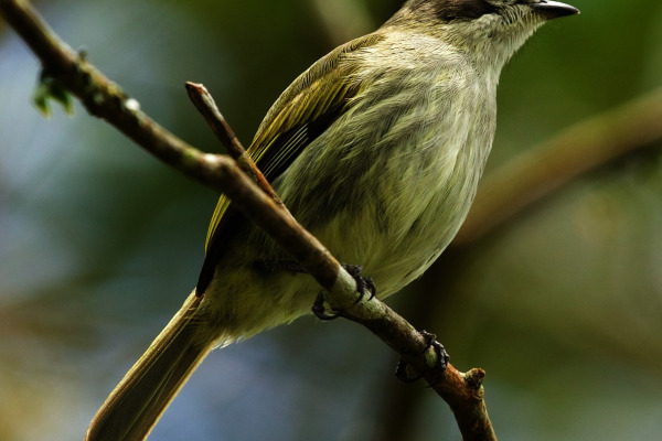 Perija Tyrannulet