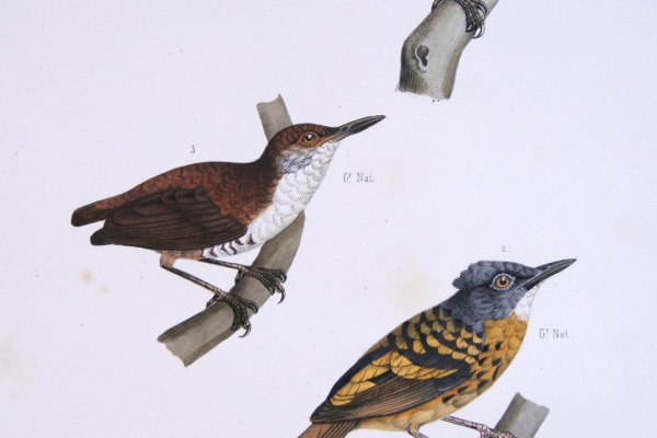 Peruvian Gnateater
