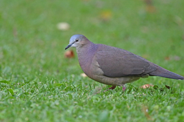 Peruvian Pigeon