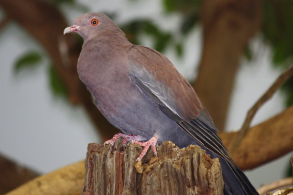 Peruvian Pigeon