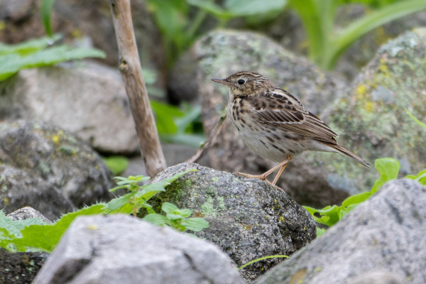 Peruvian Pipit