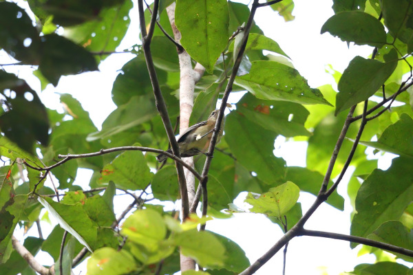 Peruvian Recurvebill