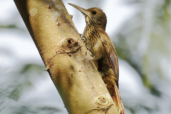Peruvian Recurvebill