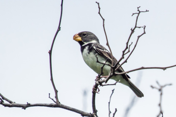 Peruvian Seedeater