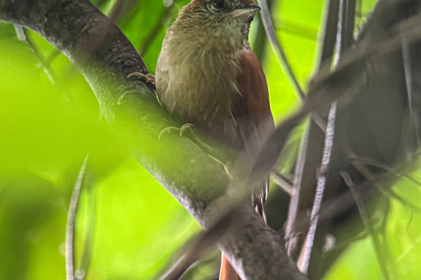 Peruvian Spinetail