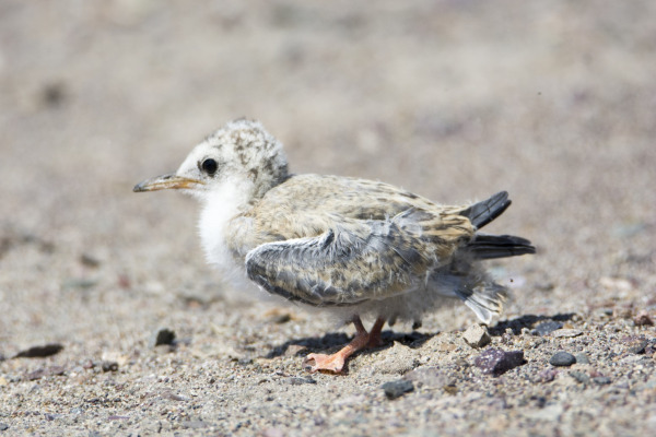 Peruvian Tern