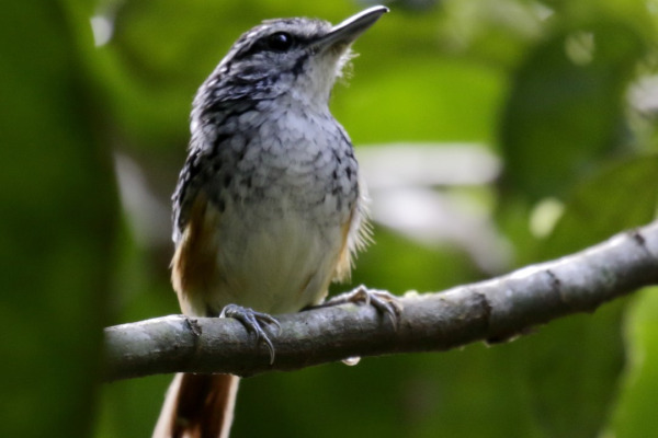 Peruvian Warbling-Antbird