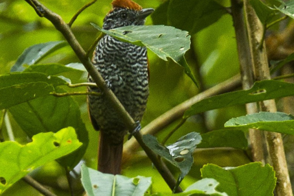Peruvian Warbling Antbird
