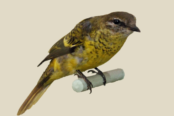 Petit's Saw-wing