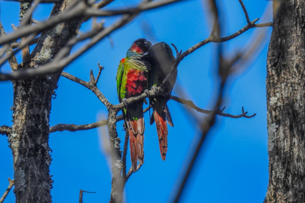 Pfrimer's Conure