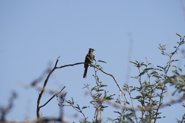 Phainopepla