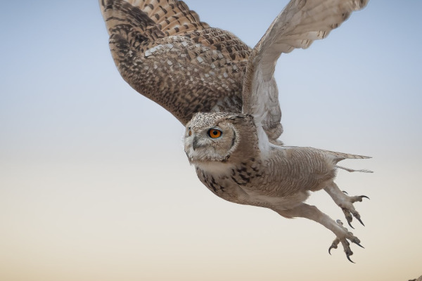 Pharaoh Eagle-Owl