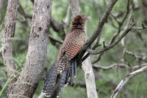 Pheasant Coucal