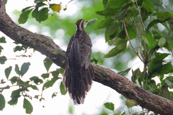 Pheasant Cuckoo