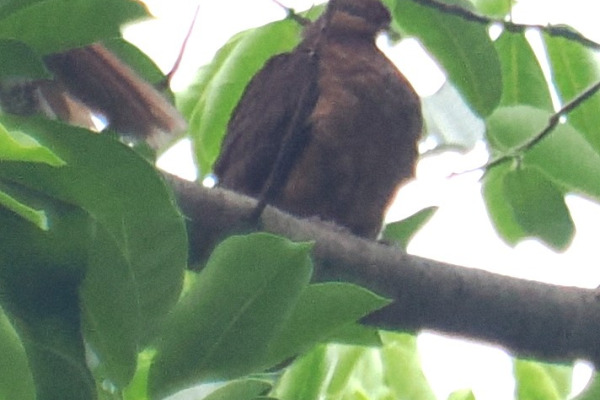 Pheasant Pigeon