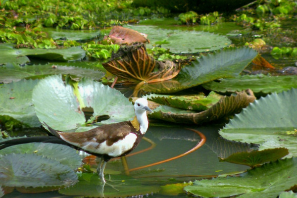 Pheasant-tailed Jacana
