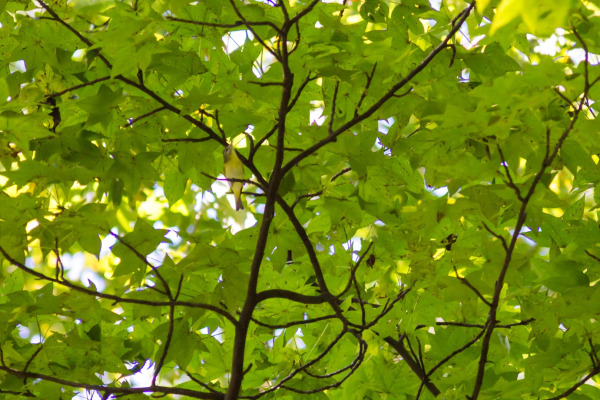 Philadelphia Vireo