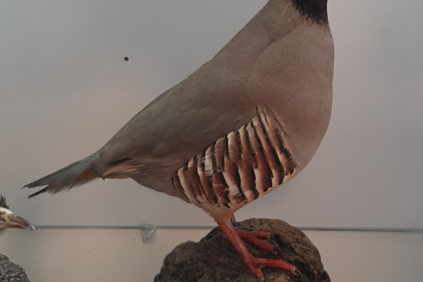 Philby's Partridge