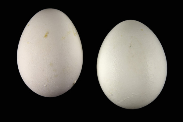 Philippine cockatoo