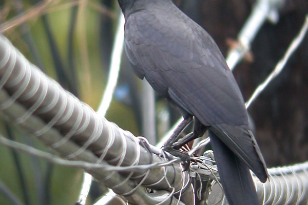 Philippine Crow